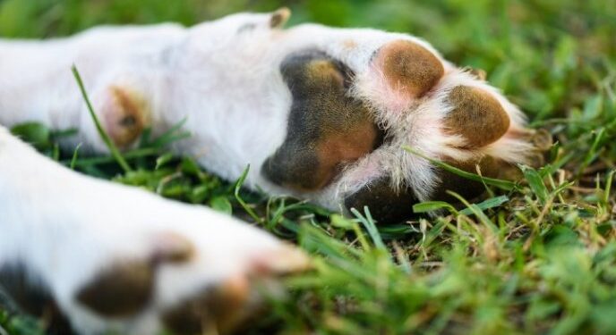 ¡Condenan con 9 meses en prisión a sujeto que AHORCÓ a su PERRO!