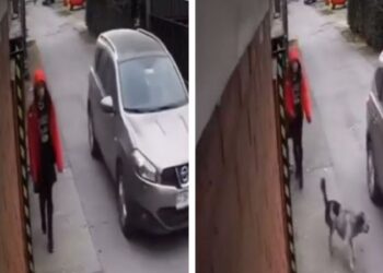 Video. Ángel de 4 patitas: perrito defiende a NIÑA y evita que la SECUESTREN