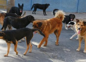 “¡Se lo están comiendo!”: niño de 5 años lucha por su vida contra jauría de perros
