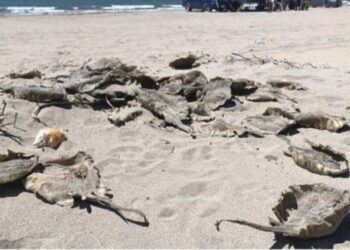 Lamentable: tras quitarles el aguijón, hallan decenas de mantarrayas muertas