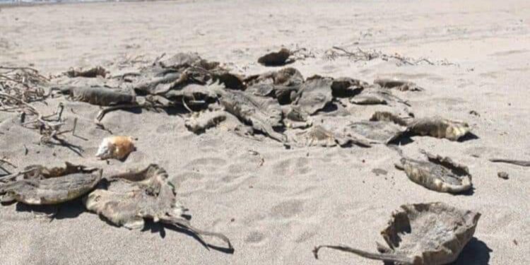 Lamentable: tras quitarles el aguijón, hallan decenas de mantarrayas muertas