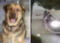 Video. Buscan a motociclistas por DISPARAR a PERRITA para “divertirse”