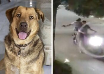 Video. Buscan a motociclistas por DISPARAR a PERRITA para “divertirse”