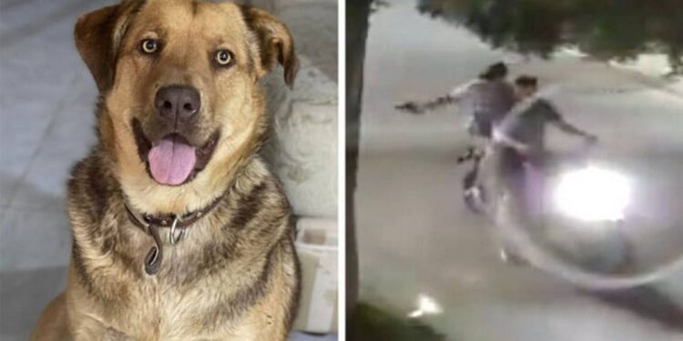 Video. Buscan a motociclistas por DISPARAR a PERRITA para “divertirse”