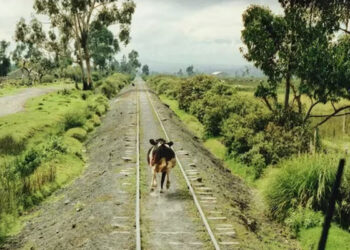 ¡Chanfle!, vaca es arrollada, sale “volando” y aplasta a un anciano