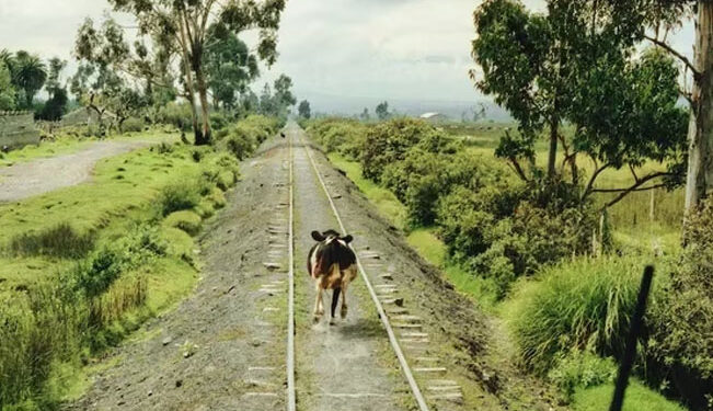 ¡Chanfle!, vaca es arrollada, sale “volando” y aplasta a un anciano