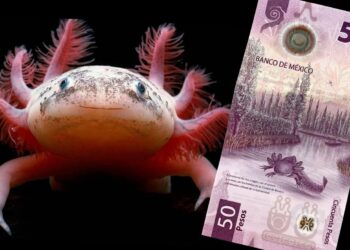 Billete de 50 pesos mexicanos es el «más bonito del mundo» y se vende hasta en 3 mdp