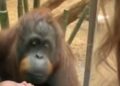Video. Bello momento en que un orangután pide mujer que le muestre a su bebito