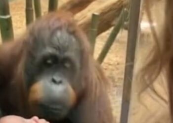 Video. Bello momento en que un orangután pide mujer que le muestre a su bebito