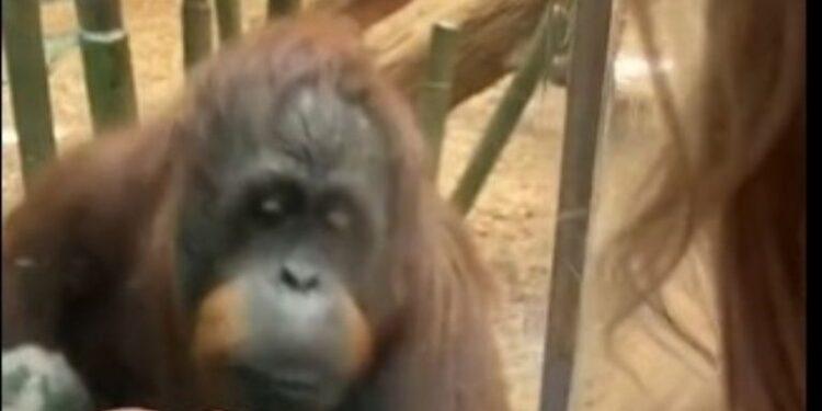 Video. Bello momento en que un orangután pide mujer que le muestre a su bebito