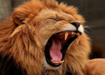 Niño de 6 años MUERE entre las fauces de un LEÓN en zoológico