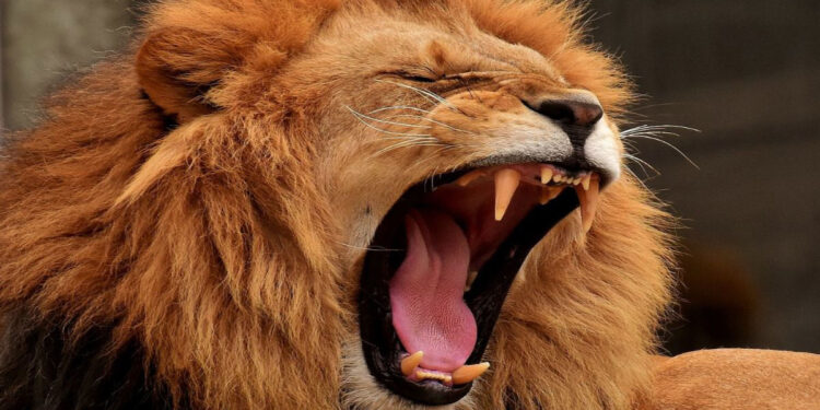 Niño de 6 años MUERE entre las fauces de un LEÓN en zoológico