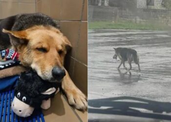 «Nikki»: la perrita que vagó bajo la lluvia con su peluche como compañero