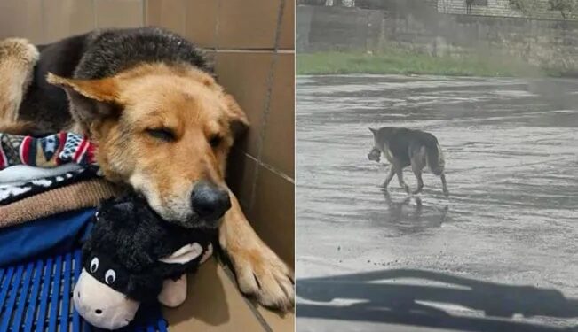 «Nikki»: la perrita que vagó bajo la lluvia con su peluche como compañero