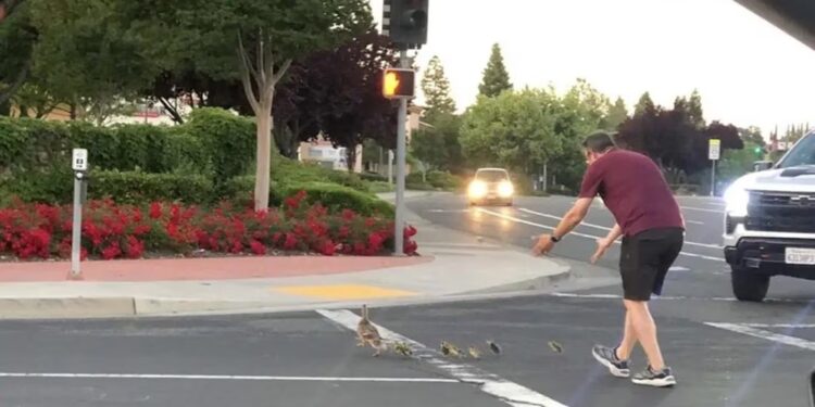 ¡Amable hombre ayudaba a PATITOS a cruzar la calle y MUERE atropellado!