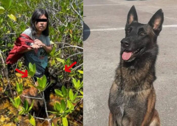 NIÑA es hallada por PERRITO de rescate tras 7 días perdida en selva de Quintana Roo