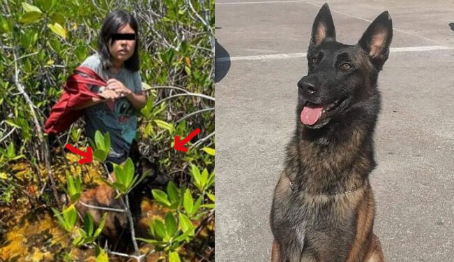 NIÑA es hallada por PERRITO de rescate tras 7 días perdida en selva de Quintana Roo