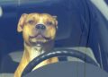 Borracho pone a su PERRO al volante para echarle la culpa de exceso de velocidad