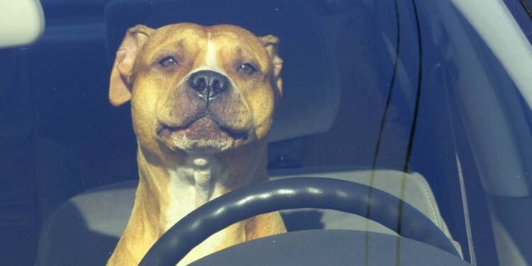 Borracho pone a su PERRO al volante para echarle la culpa de exceso de velocidad