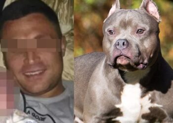 Perro atacó y DESPEDAZÓ a un hombre; policías tuvieron que MATARLO