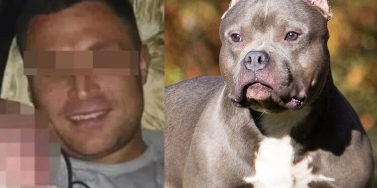 Perro atacó y DESPEDAZÓ a un hombre; policías tuvieron que MATARLO