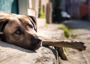 Perro mordisqueaba un brazo humano y moviliza a autoridades en Durango