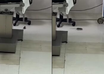 Video. ¡Entre ratas atienden a pacientes del ISSSTE en BCS, captan roedor en quirófano!