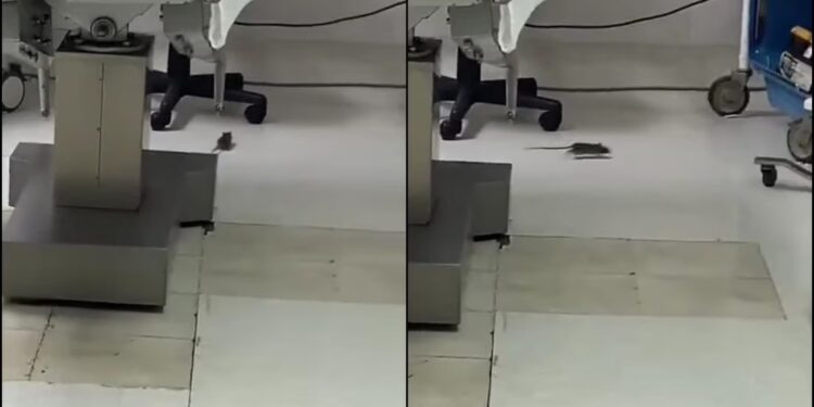 Video. ¡Entre ratas atienden a pacientes del ISSSTE en BCS, captan roedor en quirófano!