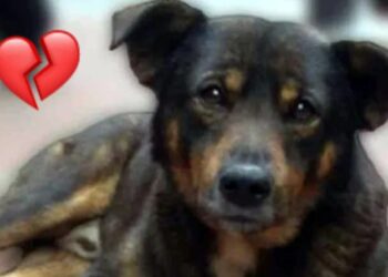 «Lo extraño»: niño dueño de «Scooby», perrito lanzado al aceite hirviendo