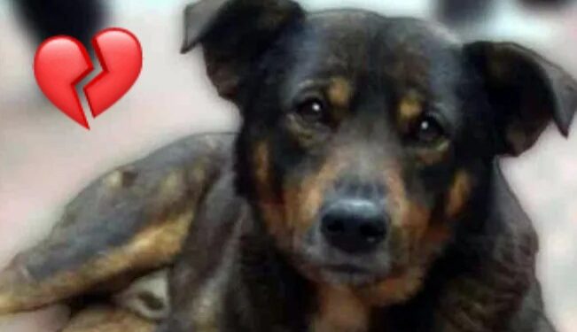 «Lo extraño»: niño dueño de «Scooby», perrito lanzado al aceite hirviendo