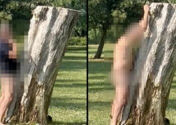 Arrestan a sujeto por estar teniendo “s*xo” desenfrenado ¡con un árbol!