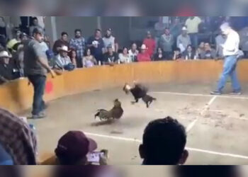 Video: BALACERA en pelea de gallos deja ¡2 MUERTOS y 3 heridos en Guanajuato!