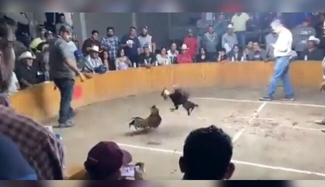 Video: BALACERA en pelea de gallos deja ¡2 MUERTOS y 3 heridos en Guanajuato!