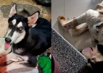 ¿Otra vez?: exigen CASTIGO para desalmado que QUEMÓ a perrito con aceite hirviendo