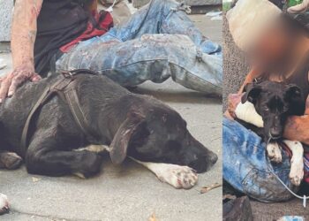 Termina HERIDO tras defender “con uñas y dientes” a su PERRITA de unos ladrones