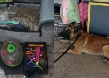 ¡Agarran a mujer con harta marihuana y dijo que era «machacado» en El Mante!