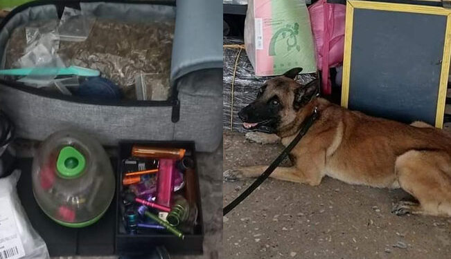 ¡Agarran a mujer con harta marihuana y dijo que era «machacado» en El Mante!