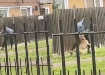 Video. ¡Grita desesperada mientras 3 perros la atacan y mutilan en un parque!
