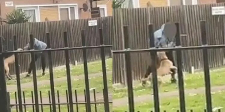 Video. ¡Grita desesperada mientras 3 perros la atacan y mutilan en un parque!