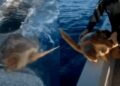 Video. ¡Tiburón empuja a tortuga herida hacia un barco para que humanos la ayuden!