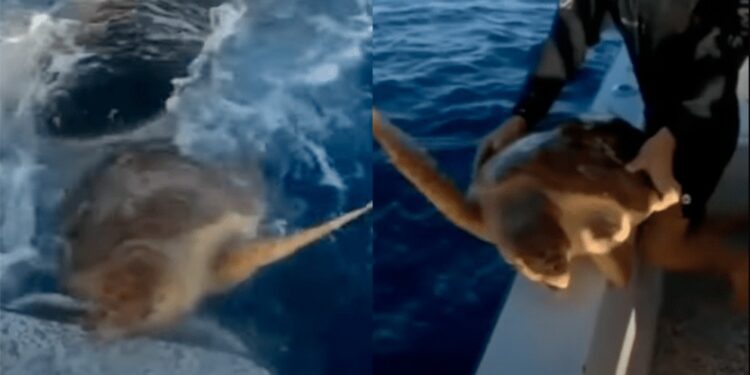 Video. ¡Tiburón empuja a tortuga herida hacia un barco para que humanos la ayuden!