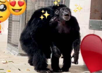 Video. ¡Hermosa reacción de chimpancé al ver el cielo tras una vida en cautiverio!