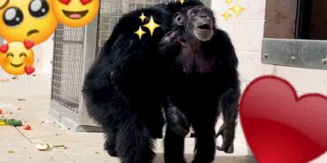 Video. ¡Hermosa reacción de chimpancé al ver el cielo tras una vida en cautiverio!
