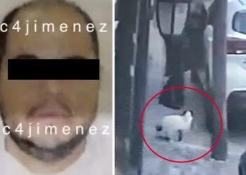 Video. ¡Agarran a desquiciado que MATÓ a un GATITO en Tlalnepantla!