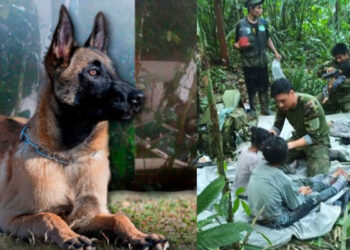 ¡Hasta encontrarte, Wilson!: perrito que ayudó a hallar niños en la selva, no aparece