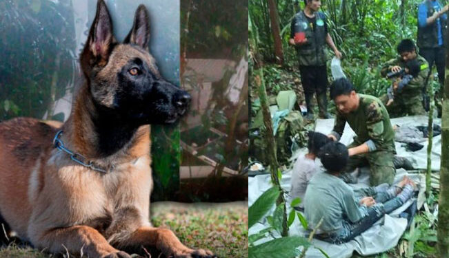 ¡Hasta encontrarte, Wilson!: perrito que ayudó a hallar niños en la selva, no aparece