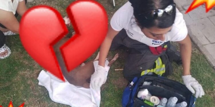 Indigna MUERTE de PERRITO abandonado en azotea, ¡se desesperó y se arrojó!