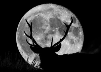 ¿Ya listos para ver la Superluna de Ciervo?, disfruta ahora este fenómeno astronómico