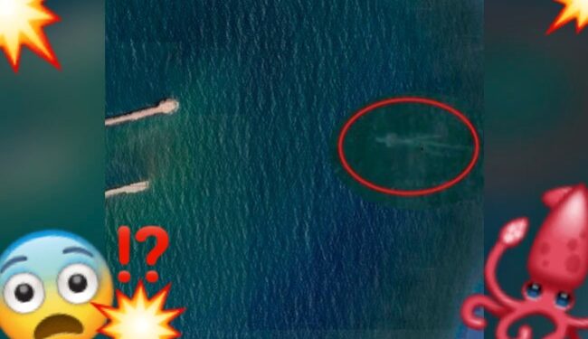 Video. ¡Captan impresionante MONSTRUO MARINO en playa Miramar, en Tamaulipas!