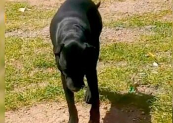 Exigen CASTIGO para NIÑO que abusa sexualmente de perritas en Puebla